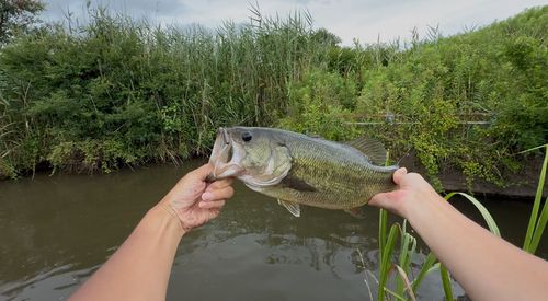 ブラックバスの釣果