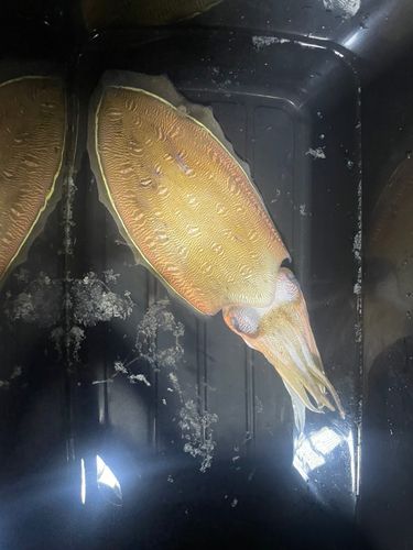 モンゴウイカの釣果