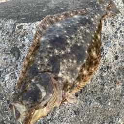 ヒラメ