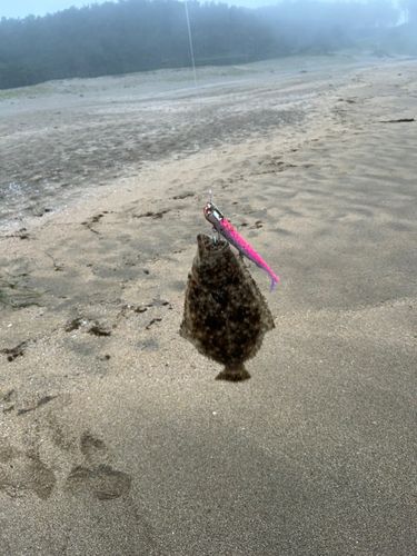 ソゲの釣果
