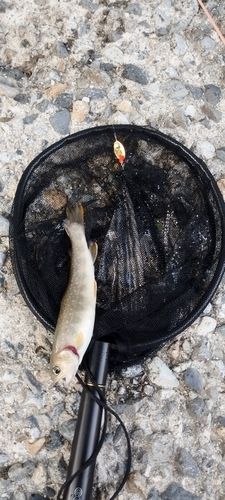 イワナの釣果