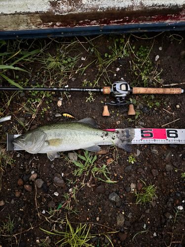 ブラックバスの釣果
