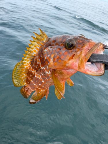 キジハタの釣果
