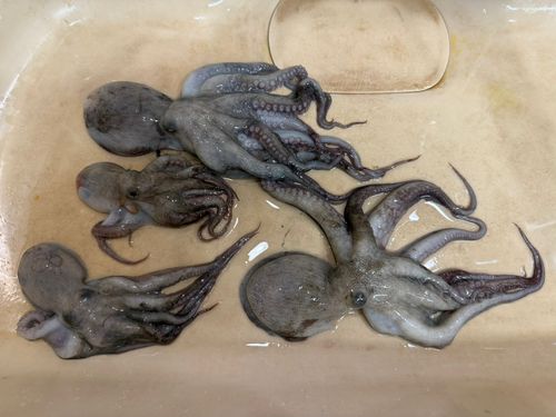 マダコの釣果