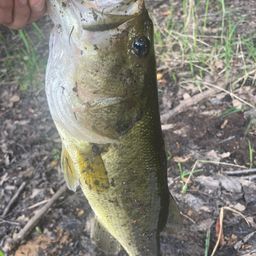 ラージマウスバス