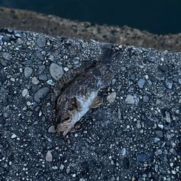 タケノコメバル