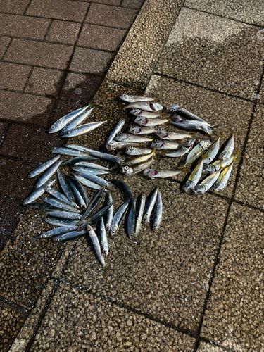 ムツの釣果