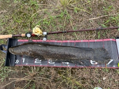 ライギョの釣果