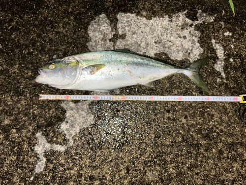 ヤズの釣果