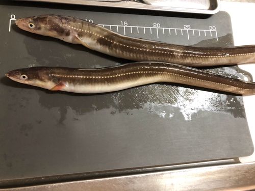 ハモの釣果