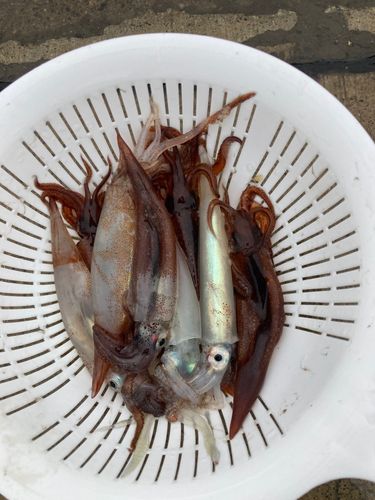 スルメイカの釣果