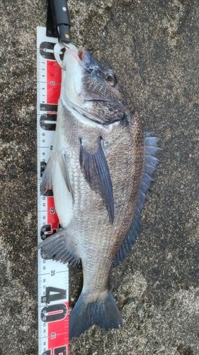 シタビラメの釣果