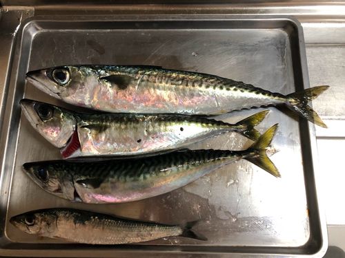 サバの釣果