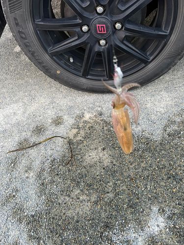 マメイカの釣果