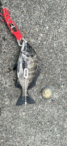 クロダイの釣果