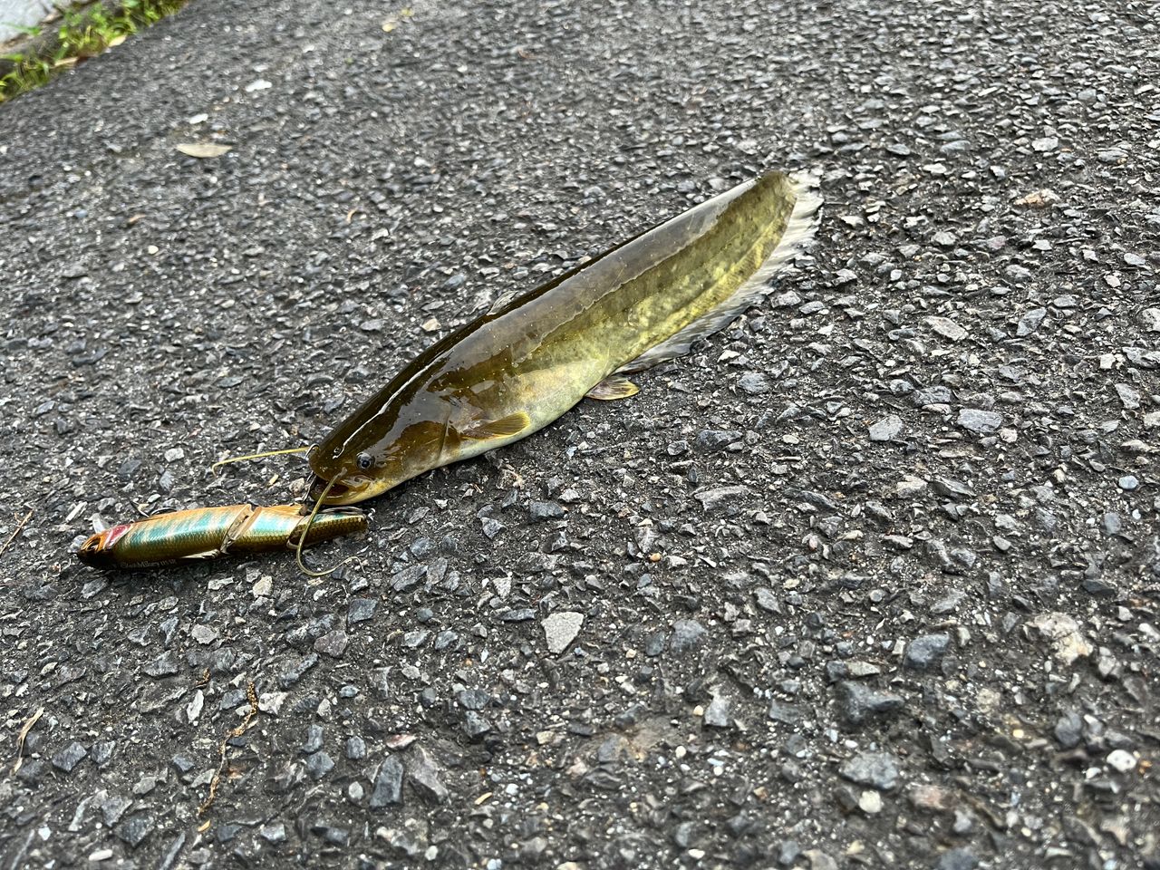ナマズ