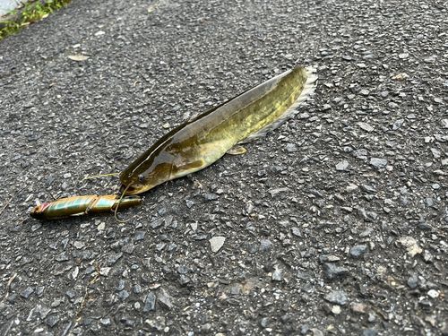 ナマズの釣果