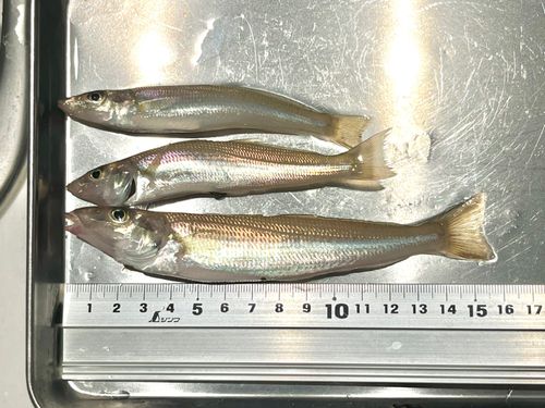 シロギスの釣果