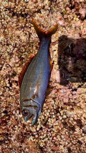 イシフエダイの釣果