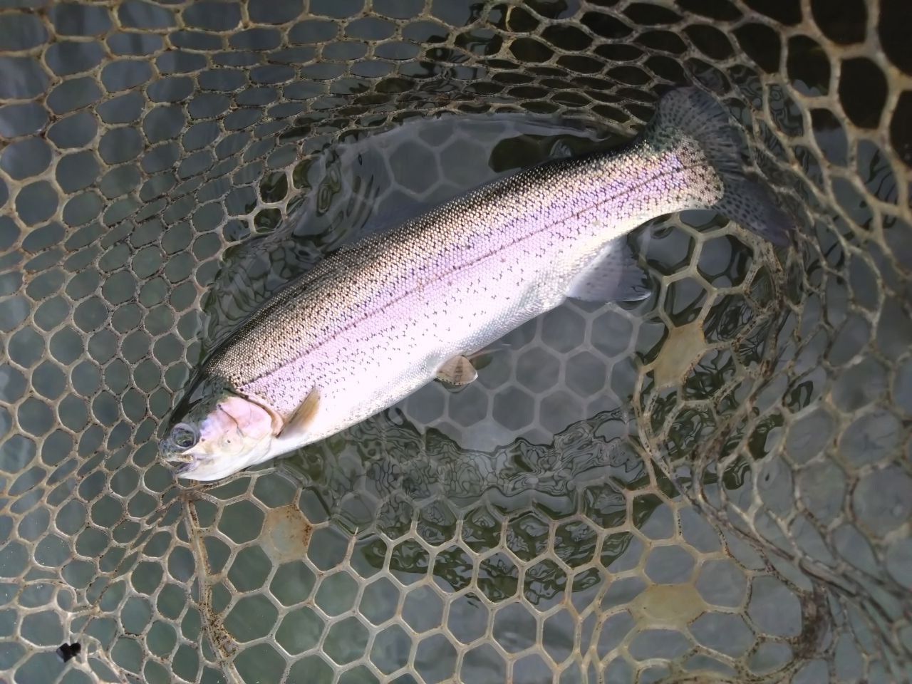 レインボートラウト