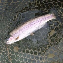 レインボートラウト