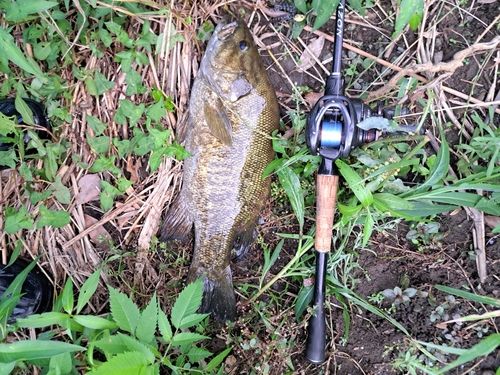 スモールマウスバスの釣果