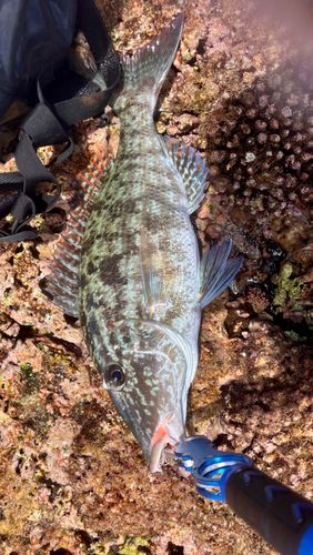 キツネフエフキの釣果