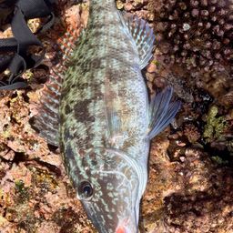 キツネフエフキ