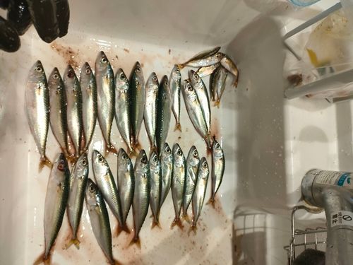 サバの釣果