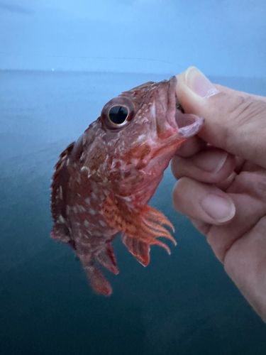 釣果