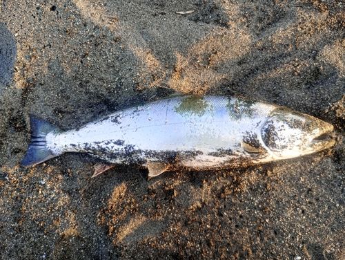 サクラマスの釣果