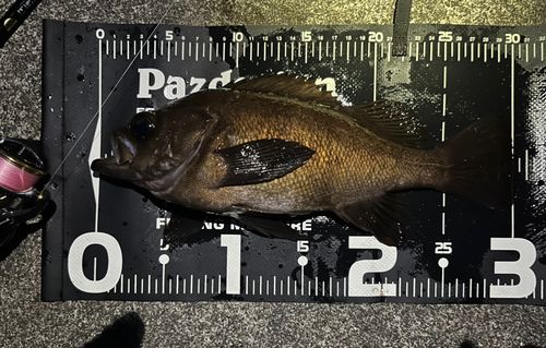 メバルの釣果