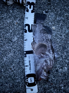 クロソイの釣果