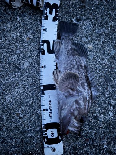 クロソイの釣果