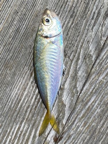 マアジの釣果