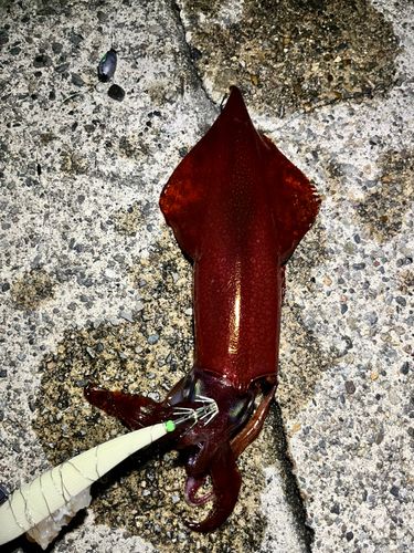 ケンサキイカの釣果