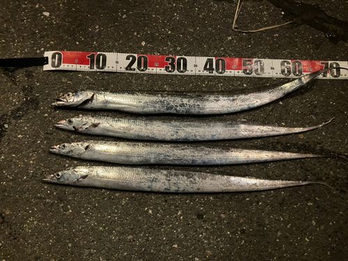 タチウオの釣果