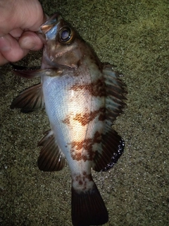 メバルの釣果