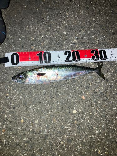 サバの釣果