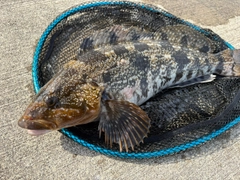 アイナメの釣果