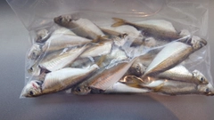 マアジの釣果