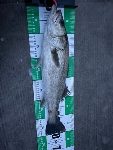 スズキの釣果