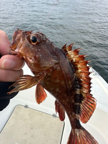 ガシラの釣果