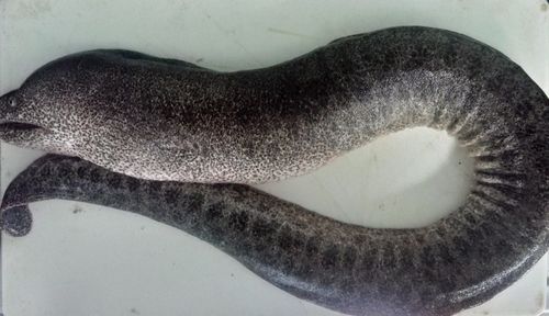 トラウツボの釣果