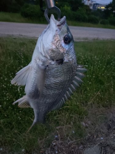 キビレの釣果
