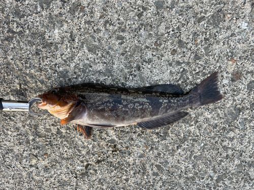 アイナメの釣果