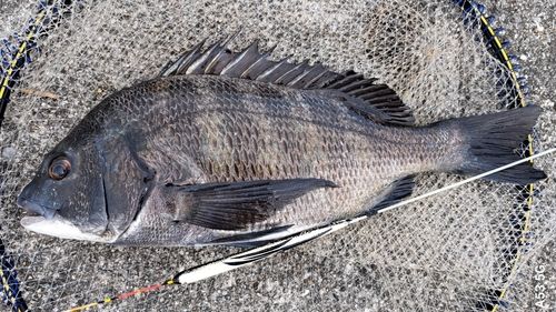 チヌの釣果