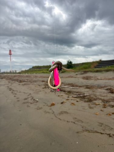 ダイナンウミヘビの釣果