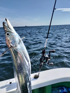 タチウオの釣果