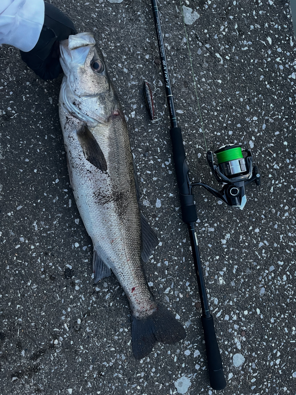 EARLY for Surf | YAMAGA Blanks